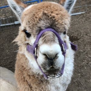 Meet your Posher, Deborah